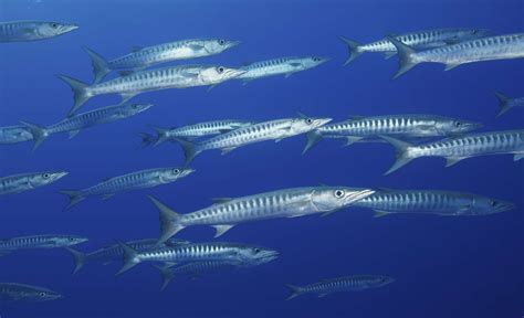 bony fish|Bony Fish .